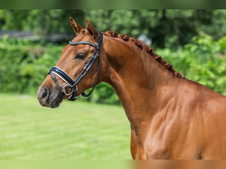 Welsh D (Cob) Valack 3 år 146 cm fux in Neer