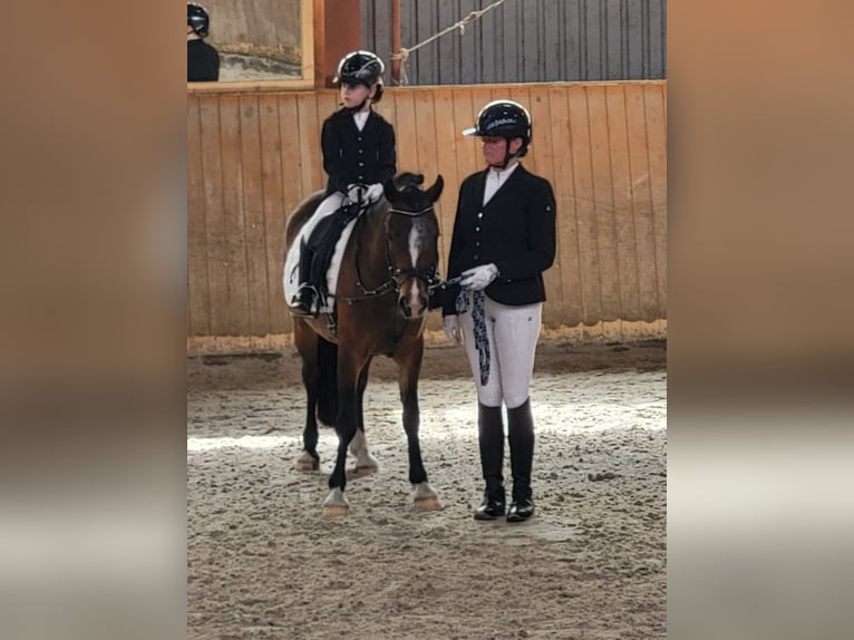 Welsh D (Cob) Valack 4 år 141 cm Brun in Süderlügum