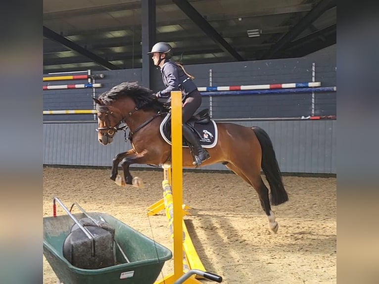 Welsh D (Cob) Valack 4 år 141 cm Brun in Süderlügum