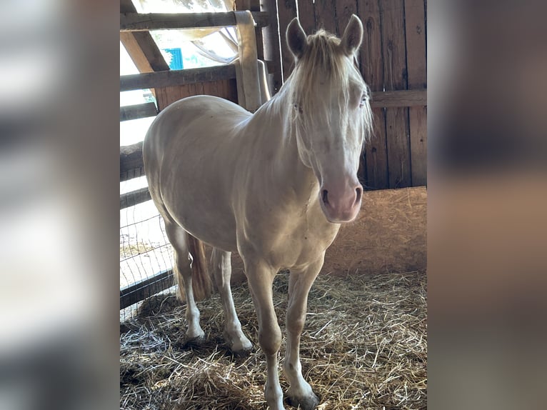 Welsh D (Cob) Valack 4 år 142 cm Cremello in Butzbach