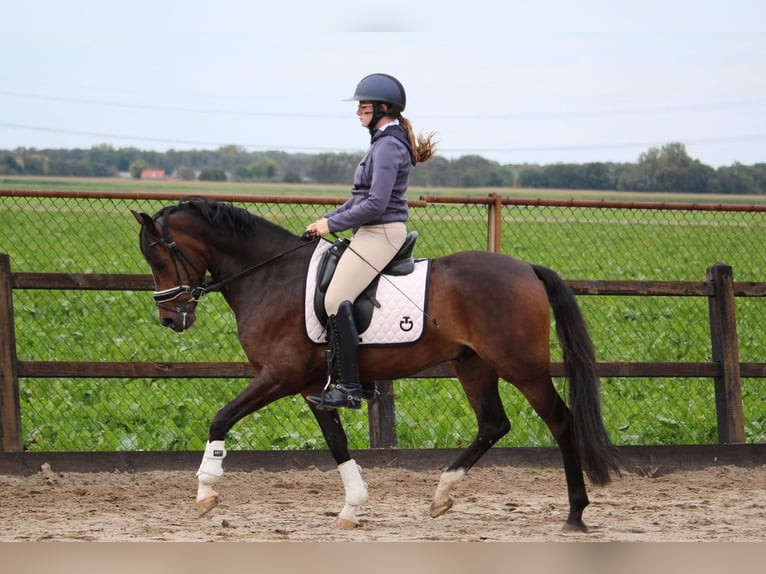 Welsh D (Cob) Valack 8 år 148 cm Mörkbrun in Delft