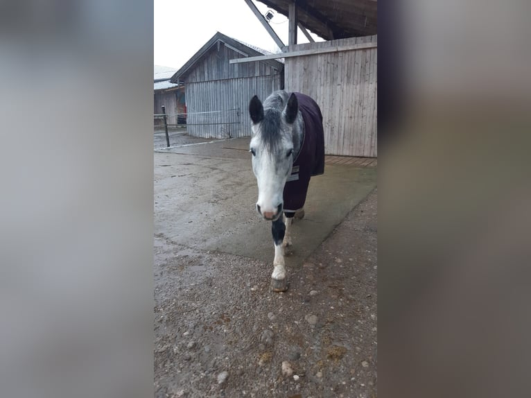 Welsh D (Cob) Blandning Valack 8 år 155 cm in Sauerlach