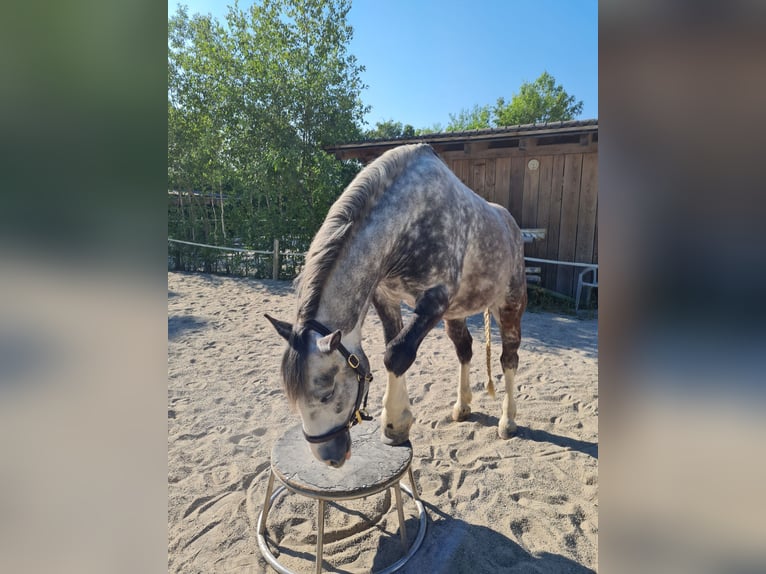 Welsh D (Cob) Blandning Valack 8 år 155 cm in Sauerlach