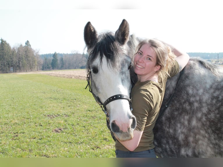 Welsh D (Cob) Blandning Valack 8 år 155 cm in Sauerlach