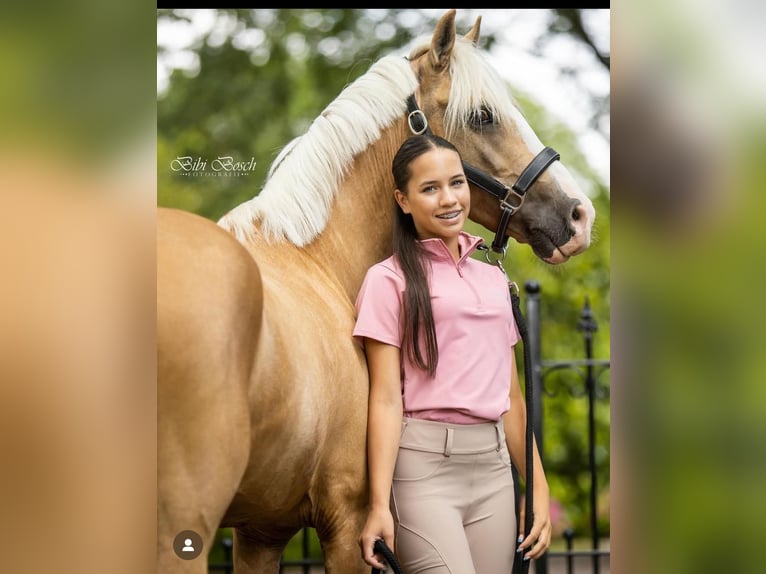 Welsh D (Cob) Valack 9 år 145 cm Palomino in Hilvarenbeek