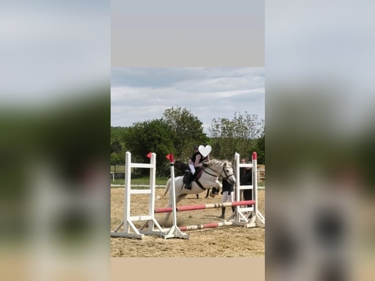 Welsh-D Mix Castrone 10 Anni 135 cm Grigio in Bratislava