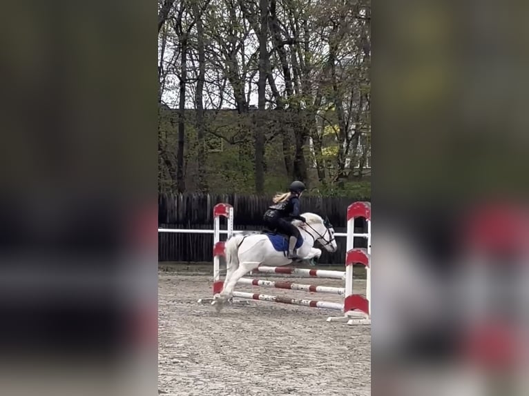 Welsh-D Mix Castrone 10 Anni 135 cm Grigio in Bratislava