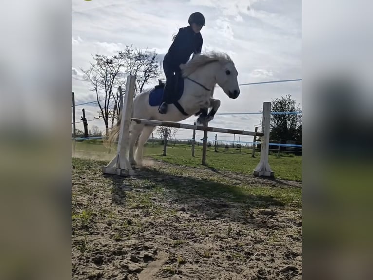 Welsh-D Mix Castrone 10 Anni 135 cm Grigio in Bratislava