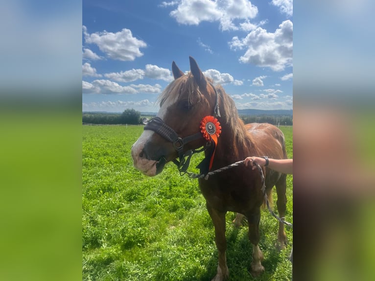 Welsh-D Castrone 10 Anni 142 cm Sauro scuro in Herefordshire