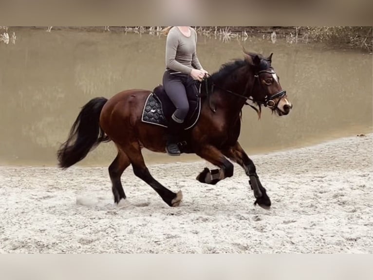 Welsh-D Castrone 10 Anni 145 cm Baio in Friesoythe