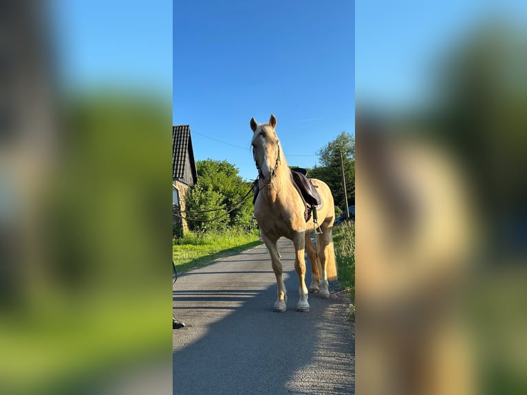 Welsh-D Castrone 10 Anni 150 cm Palomino in Eitorf