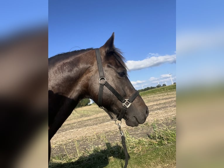 Welsh-D Castrone 10 Anni 152 cm Baio scuro in Saterland