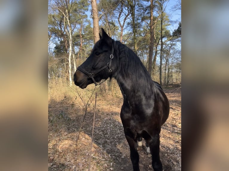 Welsh-D Castrone 10 Anni 152 cm Baio scuro in Saterland