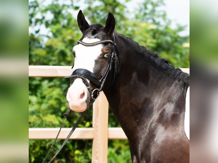 Welsh-D Castrone 11 Anni 142 cm Morello in S&#xF6;rup