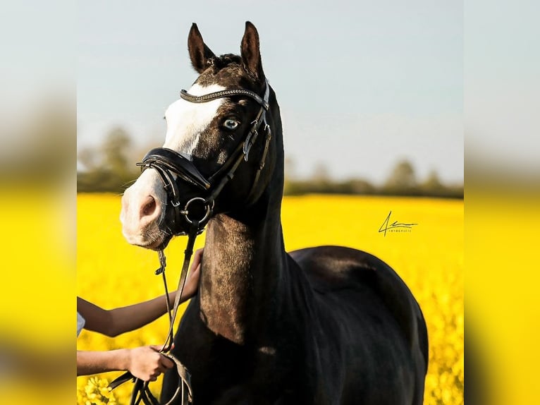 Welsh-D Castrone 11 Anni 142 cm Morello in S&#xF6;rup