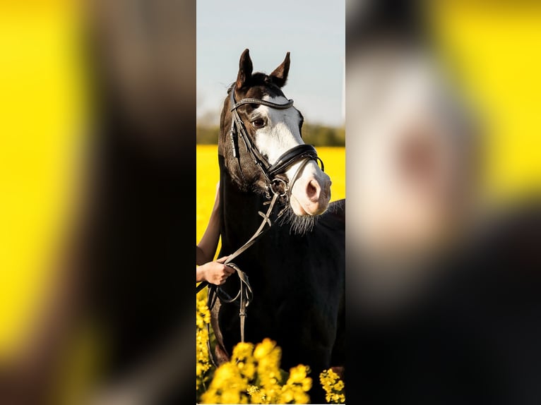 Welsh-D Castrone 11 Anni 142 cm Morello in S&#xF6;rup