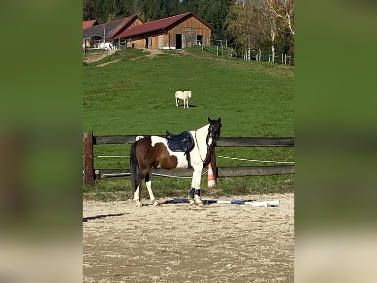 Welsh-D Castrone 11 Anni 152 cm Pezzato in Hitzendorf