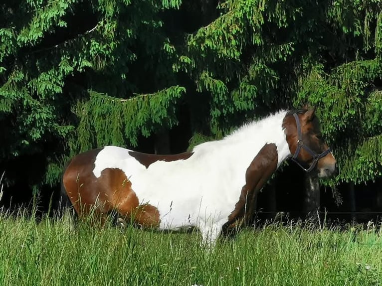 Welsh-D Castrone 11 Anni 152 cm Pezzato in Hitzendorf