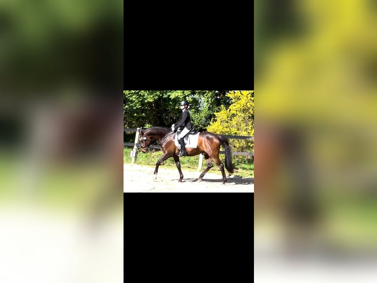 Welsh-D Castrone 11 Anni 155 cm Baio in Assen