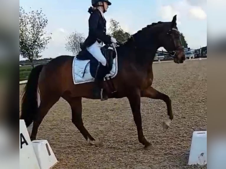 Welsh-D Castrone 11 Anni 155 cm Baio in Assen