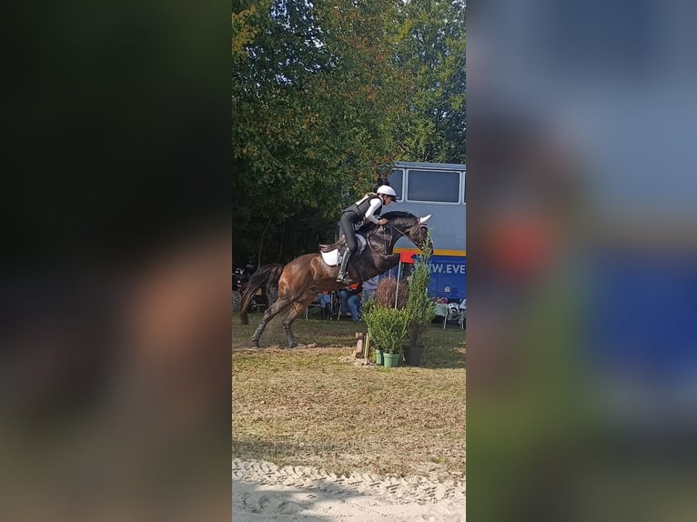 Welsh-D Castrone 11 Anni 155 cm Baio in Assen