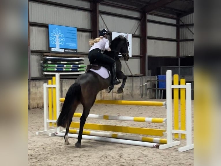 Welsh-D Castrone 11 Anni 155 cm Baio in Assen