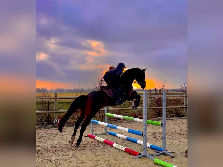 Welsh-D Castrone 11 Anni 155 cm Baio in Assen