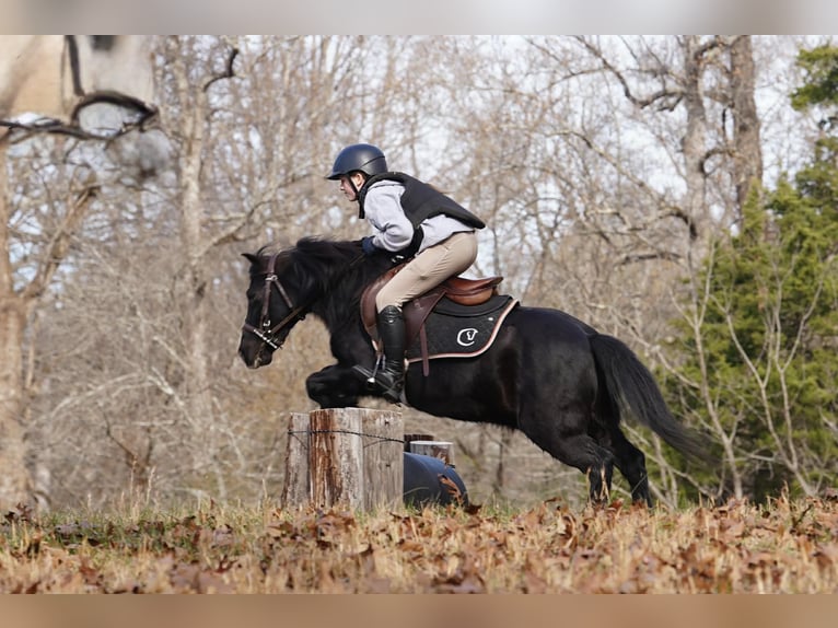 Welsh-D Mix Castrone 12 Anni 117 cm Morello in Clover