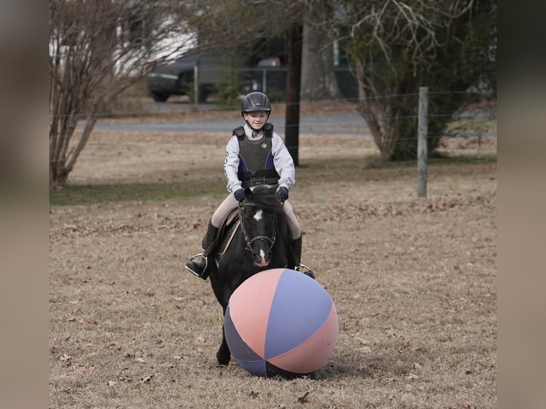 Welsh-D Mix Castrone 12 Anni 117 cm Morello in Clover