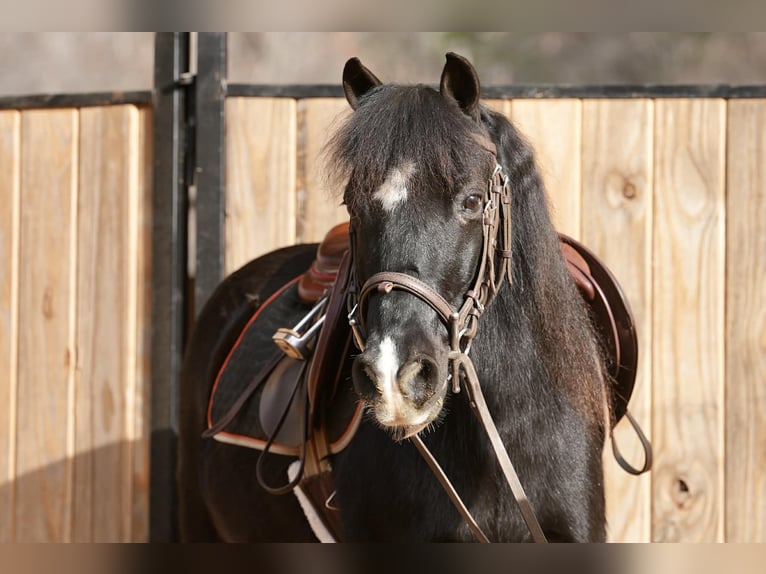 Welsh-D Mix Castrone 12 Anni 117 cm Morello in Clover