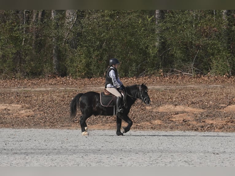 Welsh-D Mix Castrone 12 Anni 117 cm Morello in Clover