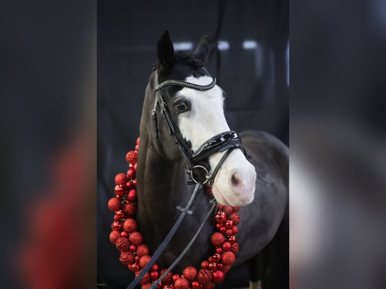 Welsh-D Castrone 12 Anni 140 cm Morello in Sörup