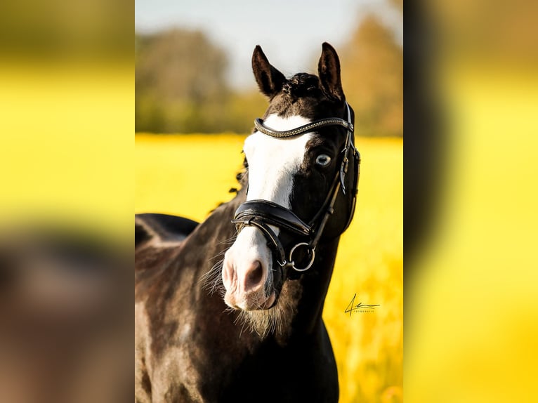 Welsh-D Castrone 12 Anni 140 cm Morello in Sörup