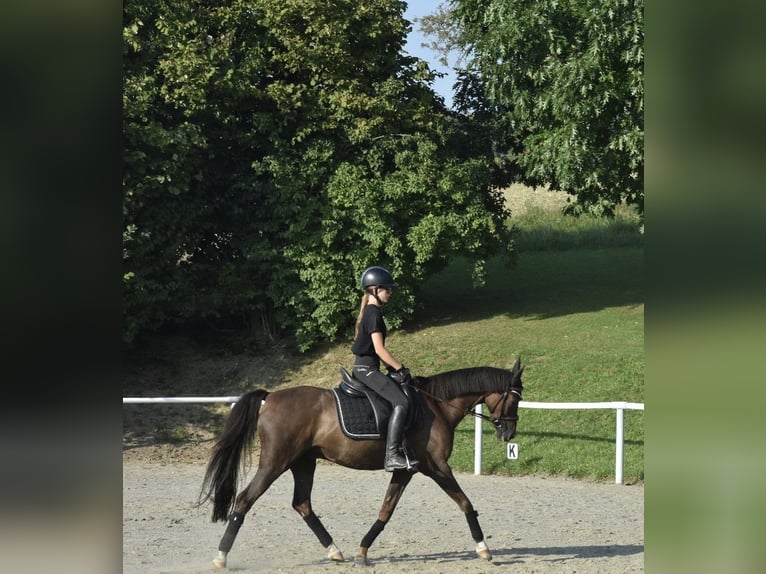 Welsh-D Castrone 12 Anni 142 cm Sauro scuro in Perg