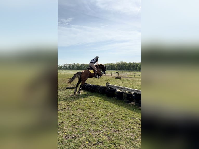 Welsh-D Castrone 12 Anni 148 cm Sauro in Anderen