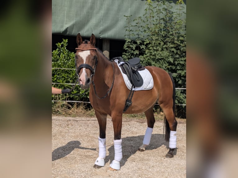 Welsh-D Castrone 12 Anni 152 cm Baio in Geldern