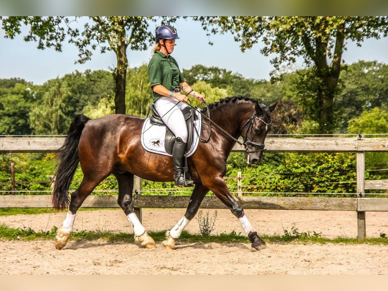 Welsh-D Castrone 12 Anni 153 cm Morello in Vragender