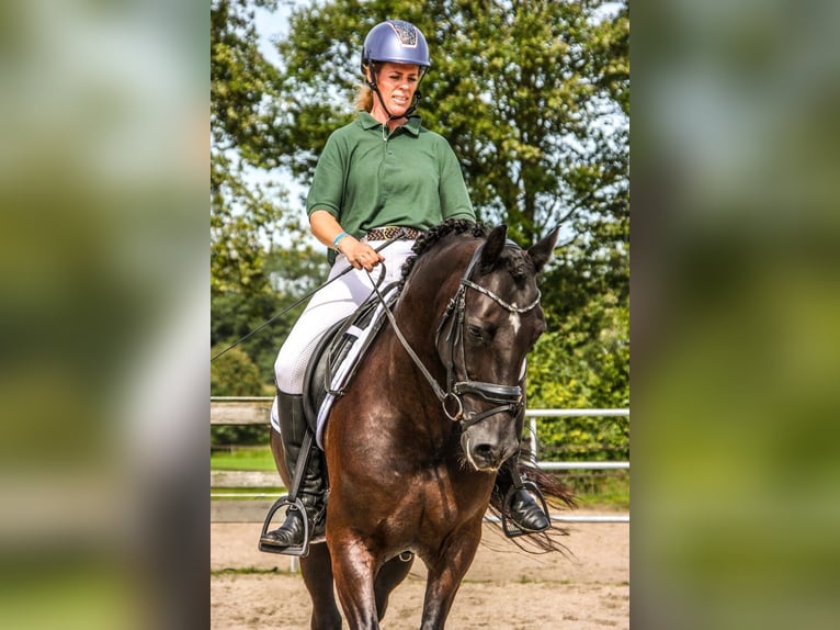 Welsh-D Castrone 12 Anni 153 cm Morello in Vragender