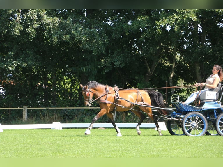 Welsh-D Castrone 13 Anni 148 cm Baio in Weert