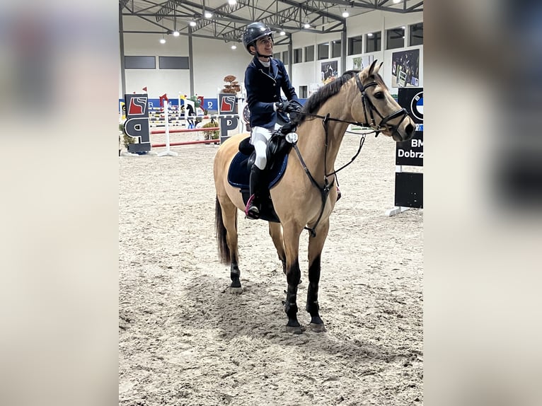 Welsh-D Castrone 13 Anni 148 cm Palomino in Słomka