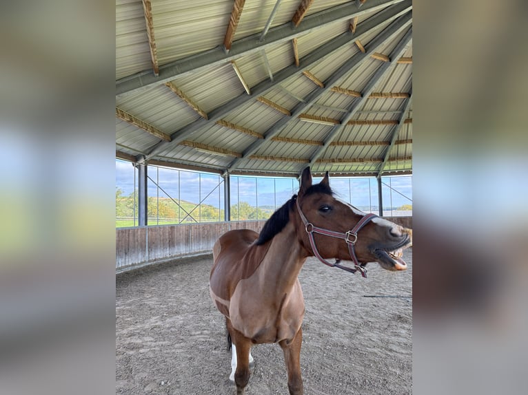 Welsh-D Castrone 13 Anni 155 cm Sauro scuro in B&#xF6;blingen