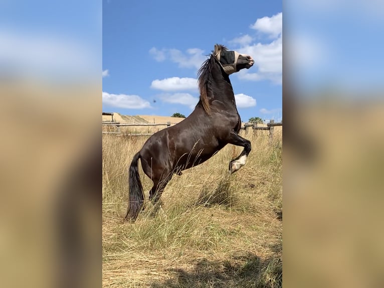 Welsh-D Castrone 14 Anni 142 cm Baio nero in Bad Kreuznach