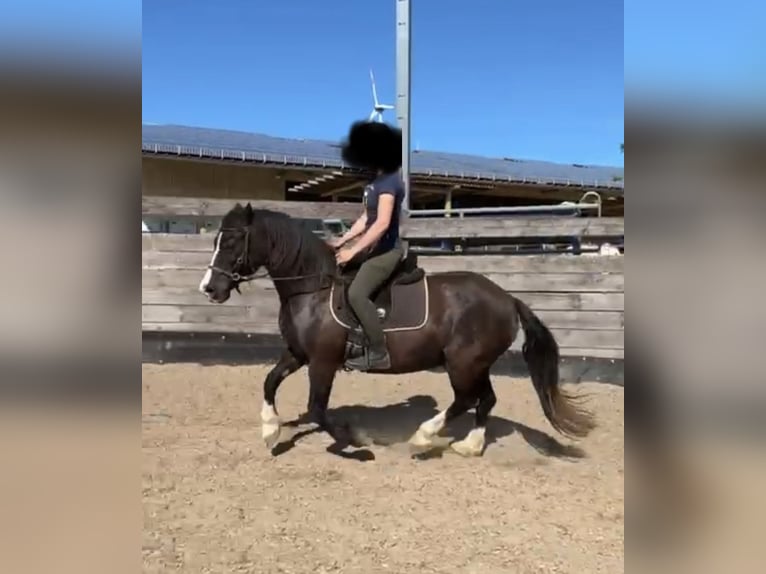 Welsh-D Castrone 14 Anni 142 cm Baio nero in Bad Kreuznach