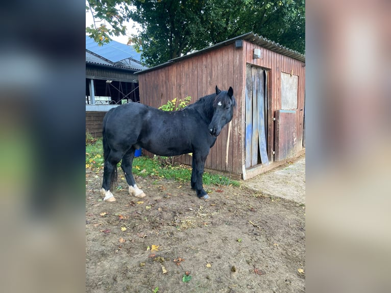 Welsh-D Castrone 14 Anni 145 cm Morello in Sinspelt