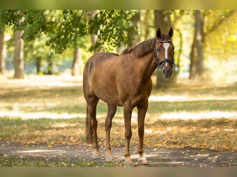 Welsh-D Castrone 14 Anni 145 cm Sauro scuro in Trier