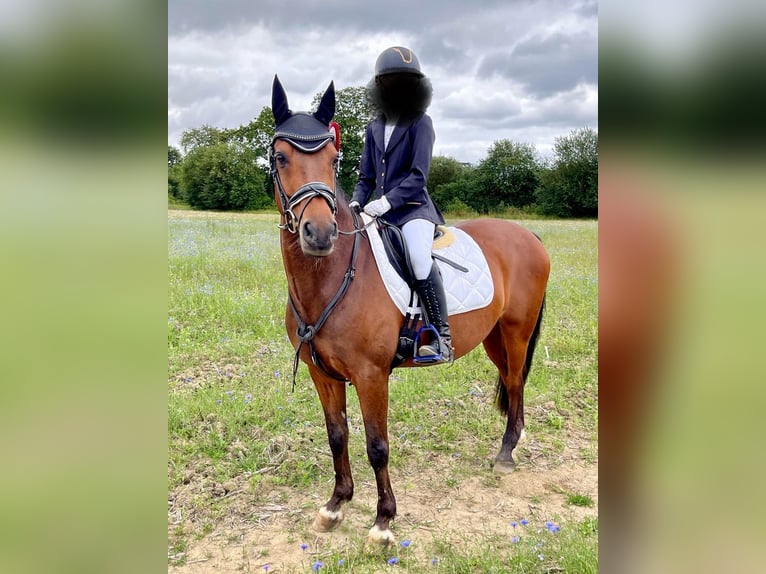 Welsh-D Mix Castrone 14 Anni 147 cm Baio in Wittenborn Welsh-D Mix Castrone 14 Anni 147 cm Baio in Wittenborn