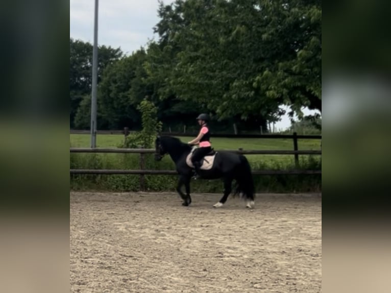 Welsh-D Castrone 14 Anni 147 cm Morello in Lütjenburg