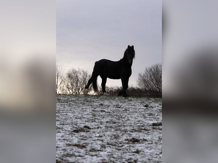 Welsh-D Castrone 14 Anni 147 cm Morello in Lütjenburg