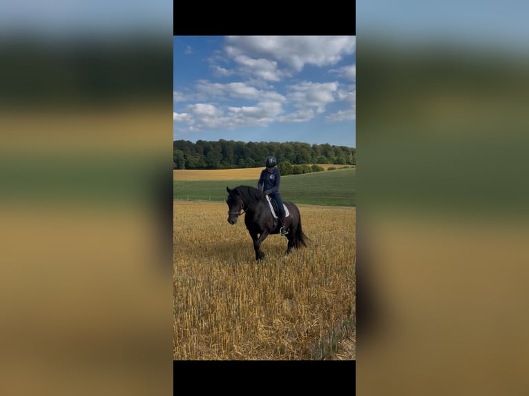 Welsh-D Castrone 14 Anni 147 cm Morello in Lütjenburg