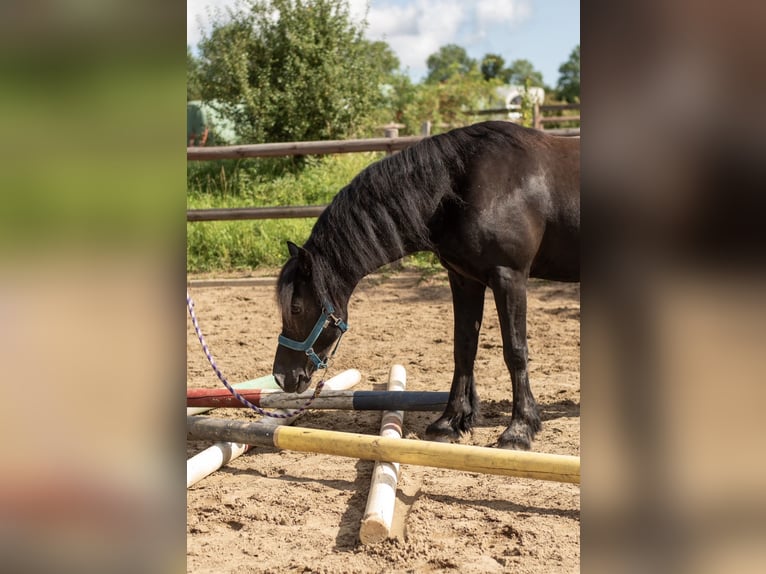 Welsh-D Castrone 14 Anni 147 cm Morello in Lütjenburg